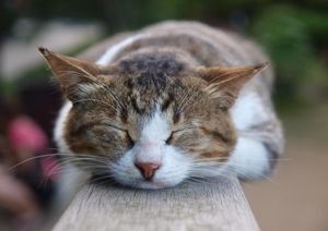 13729d12608af50d51f55b33e7e3f855