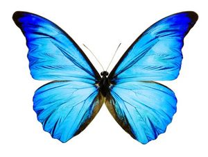 4d2d43a5b938095fff058bcc09f2cf0b