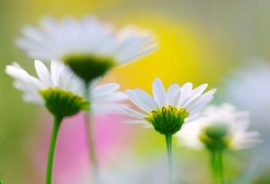 C6986daed596e25dd6aa384f01761813