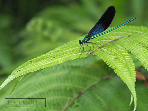 D79ed6c83e1810f500d3ba0a9148a8d1