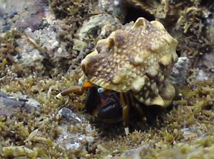 C69da0459ffcc4c57a5ad7b45ce21873