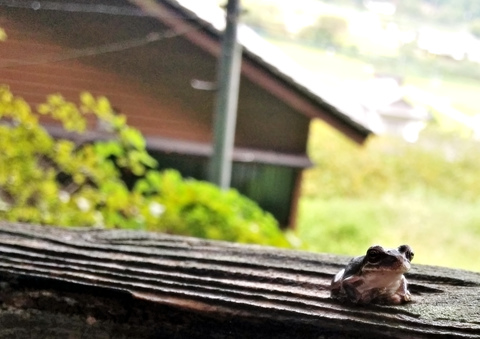 116efe52a8f024ec4bff725047be8761