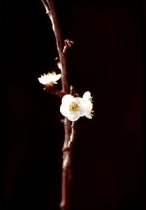 2d426d7d41cbfa62bc8e3e3363c469e5