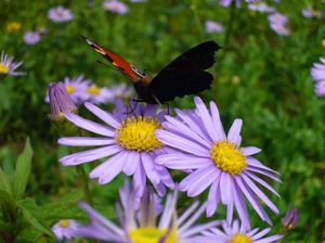 Ee36b39956d10b7b6ffe708029545734