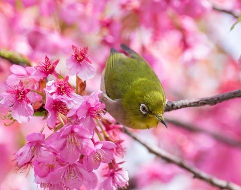 Ceaadc16177b1d3c8577c8f674434192