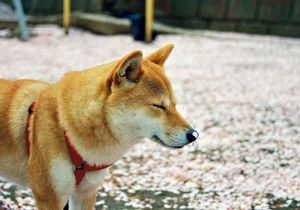 4d8fab41200f02fbafb7cda22d740554