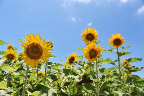 3f9421a7a7f7faeb235f7282776a8b90