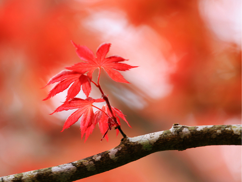 C1d7f70ad19bcc4894999425825382db