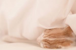 0e0fd4caa25fd706b500edf684d828f7