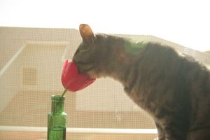 151d816fe33478445b746a35220fd295