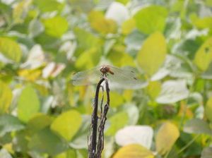 81bfa3cdb9cf3c0096e2237759d39441