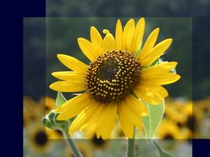 61ae621c6de8cb01ec6385d40ebc13b8