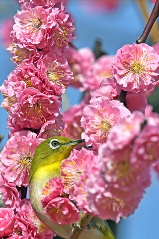 Bad0964a2bccf3bec826d2067ac6cb11