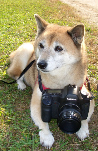 0f5d86f119ef44b628aaa5013538f0c1