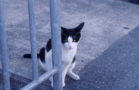 1dc0d48e849f552d351f9a7b5175d8ae