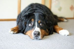 Fa332d29cffd08a6ef381ccf04d1ef56