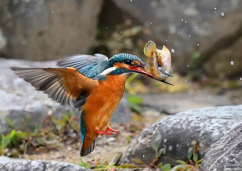 75700319709989915339e2297b4d88ff